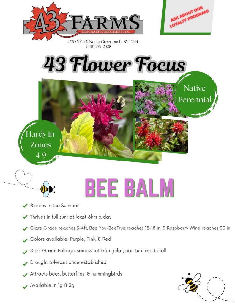 Bee Balm