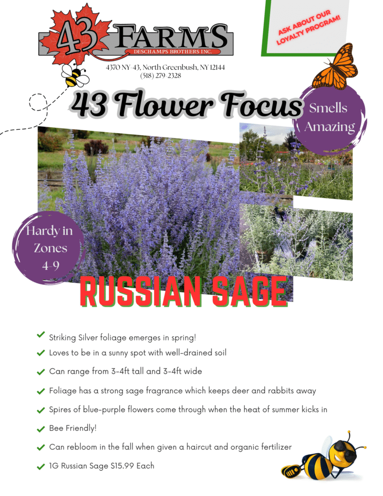 Russian Sage
