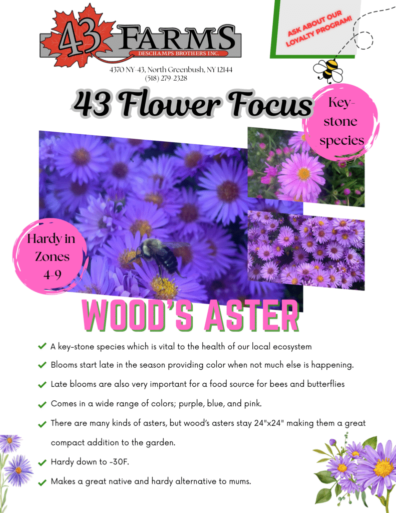 Wood's Aster
