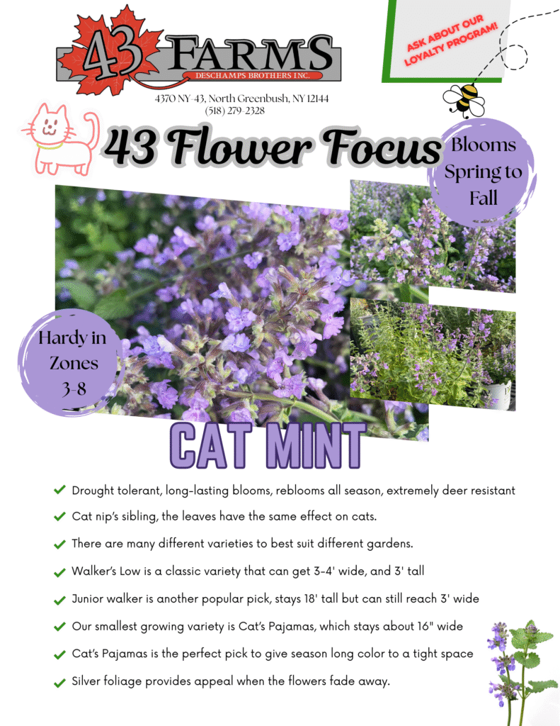 Catmint