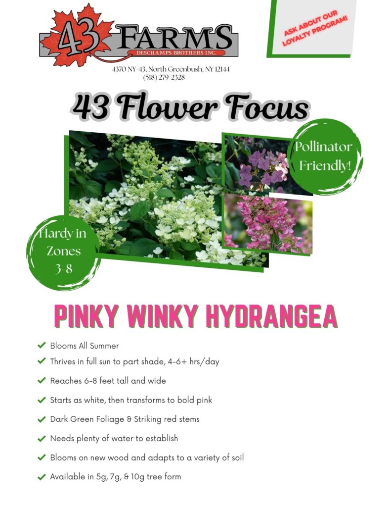 Hydrangea Pinky Winky