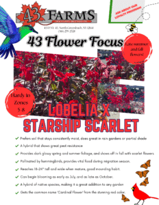 Lobelia x Starship Scarlet