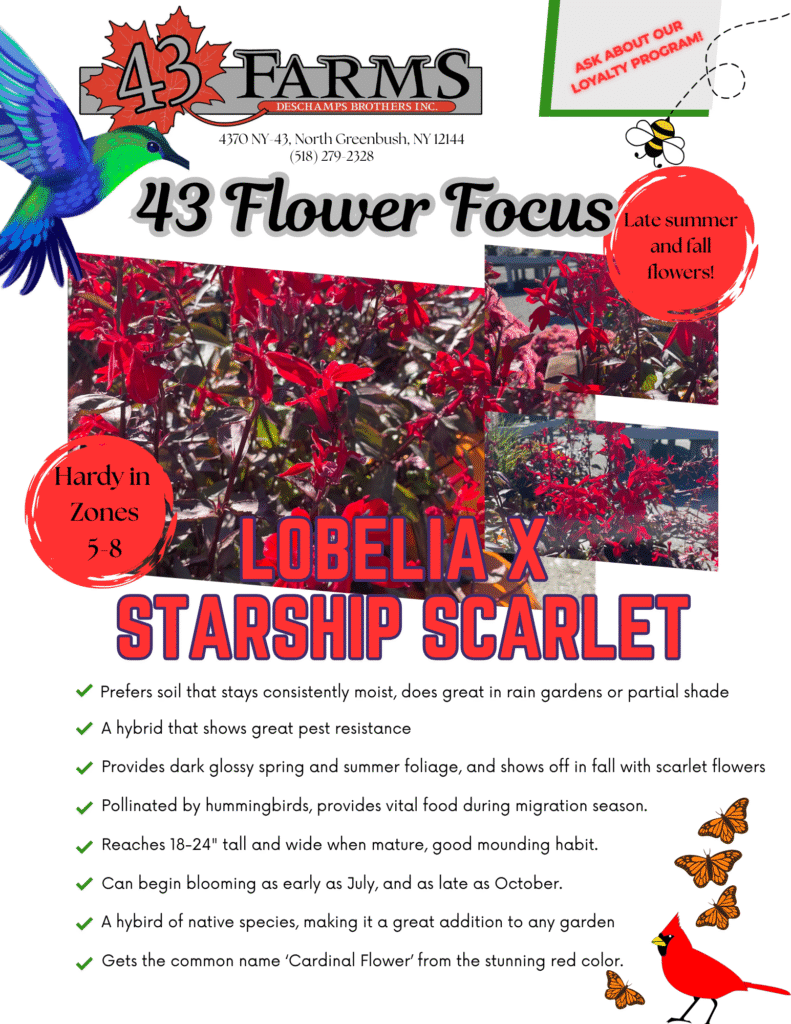 Lobelia x Starship Scarlet