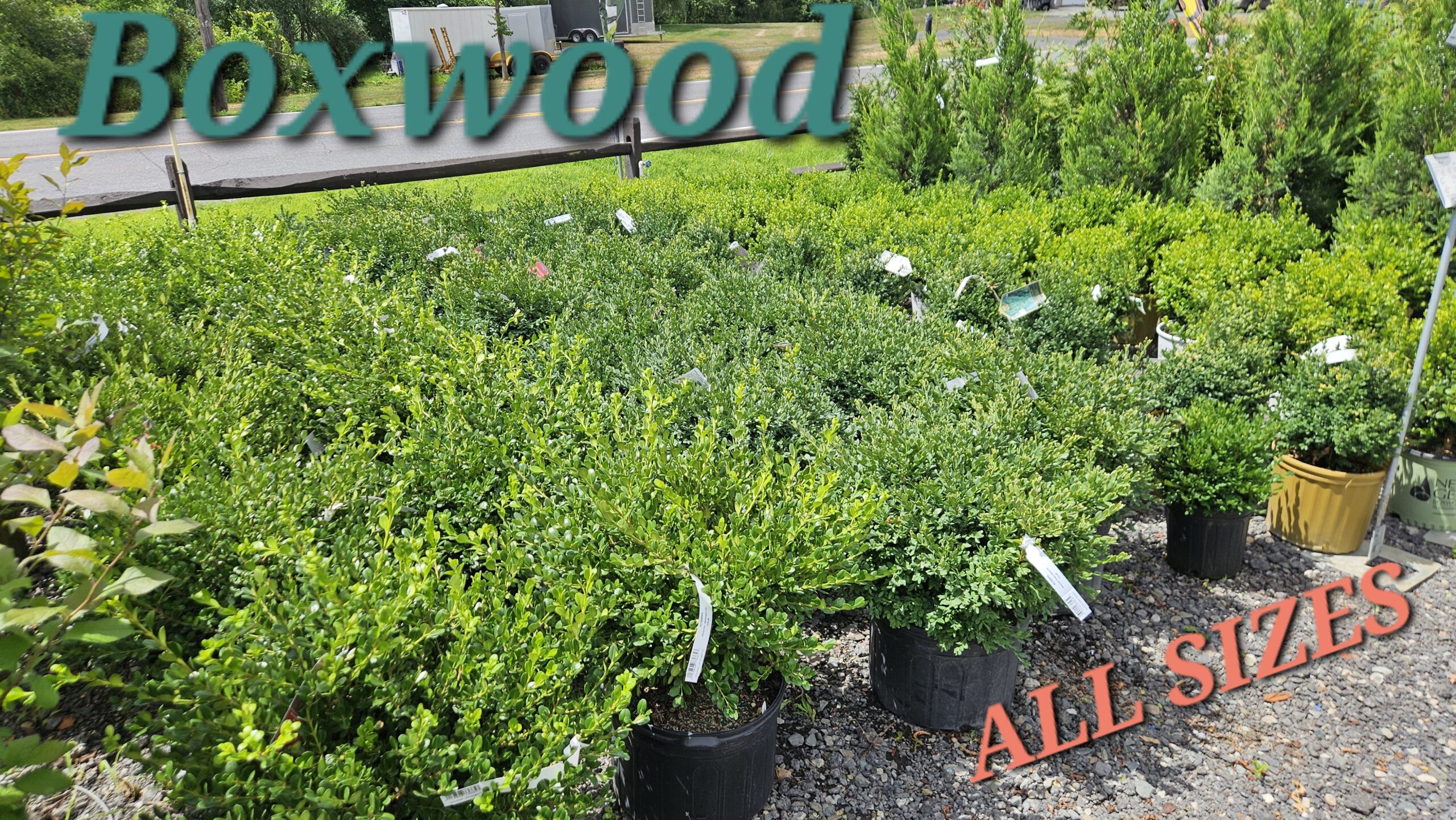 Boxwood