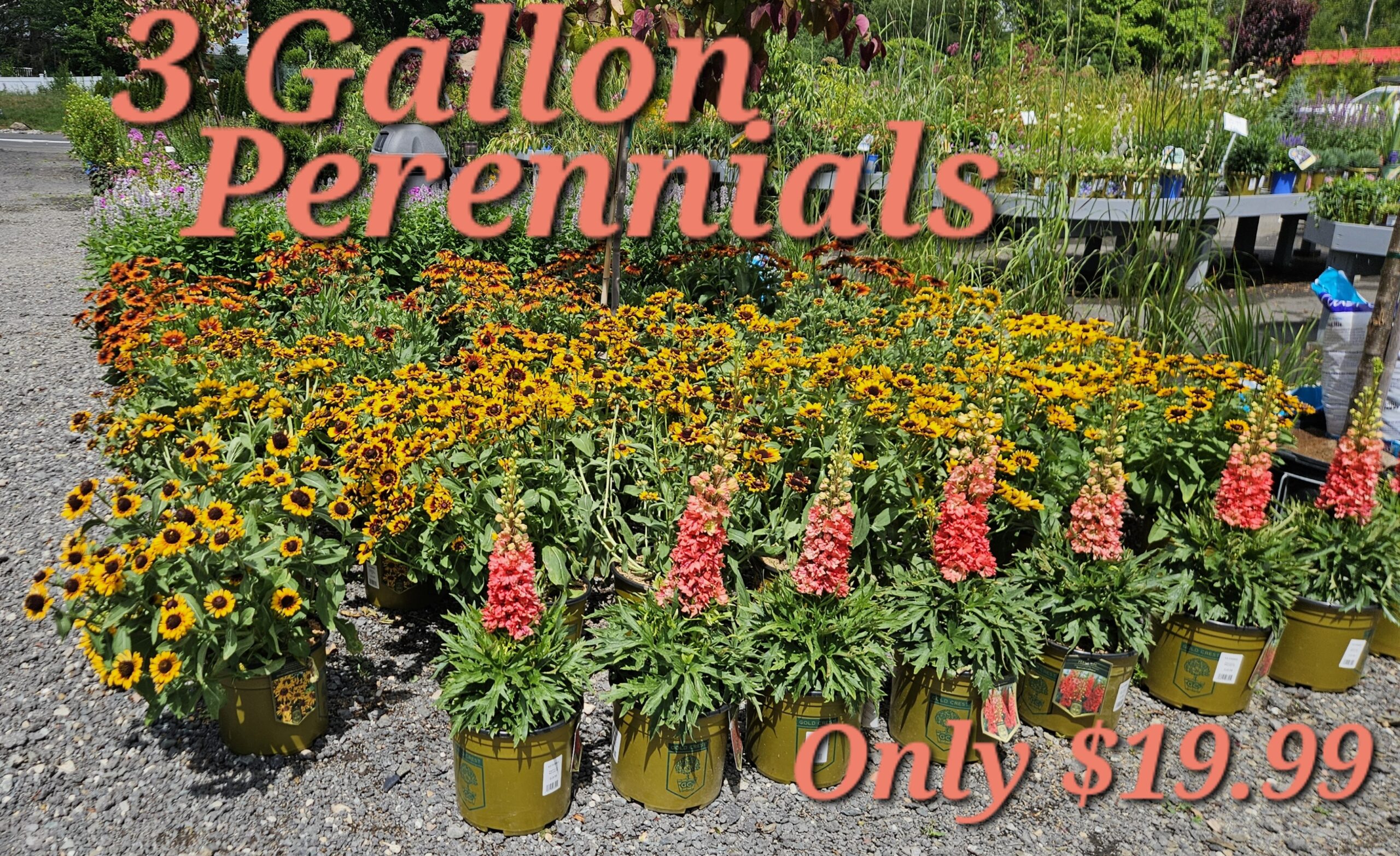 3 Gallon Perennials