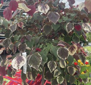 Redbud Carolina Sweetheart