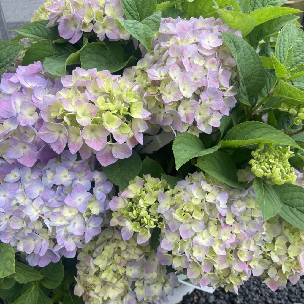 Hydrangea Lets Dance Sky view