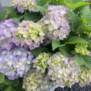 Hydrangea Lets Dance Sky view