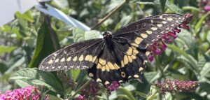 Male Black Swallowtail feeding on Butterfly Bush Miss Molly