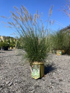 Hameln Dwarf Fountain Grass