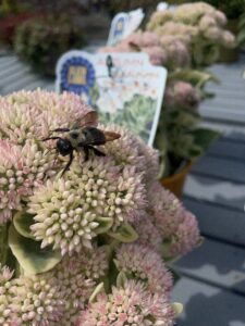 Busy Bee on Sedum Frosted Fire