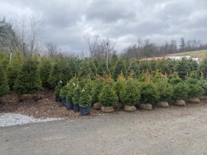 Evergreen Trees