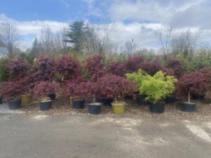 Japanese Maples