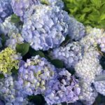 Hydrangea Endless Summer