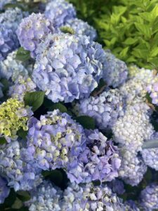 Hydrangea Endless Summer