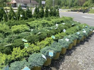 Evergreen Groundcover