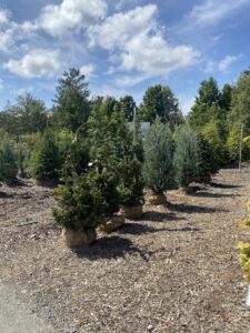Hinoki Cypress