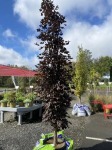 Crimson Sentry Maple