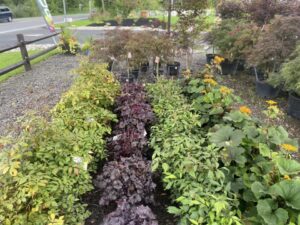 Shade Perennials