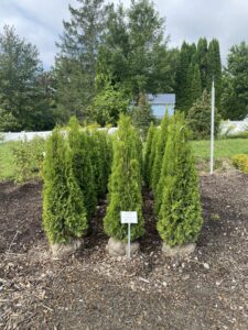 3-4' Arborvitae Emerald Green