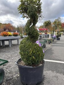 Spiral Boxwood