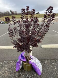 Royal Purple Smokebush