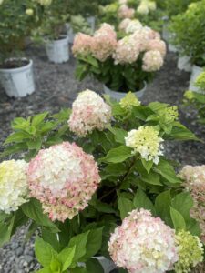 Hydrangea Little Lime Punch