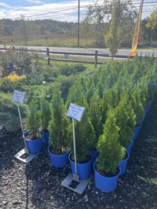 #3 Arborvitae Emerald Green