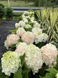 Hydrangea Bobo