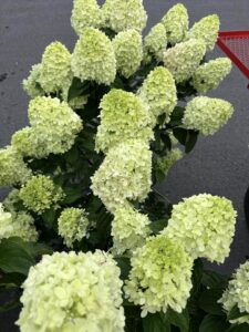 Hydrangea Little Lime