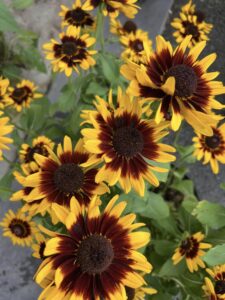 Black-eyed Susan Denver Daisy