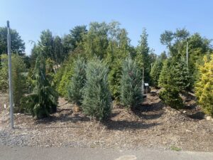 Ornamental Evergreens