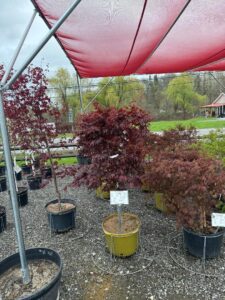 Bloodgood Japanese Maple