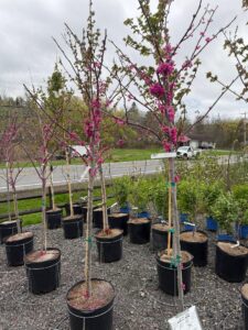 Redbud Appalachian Red