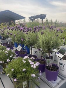 Spanish Lavender Topiary