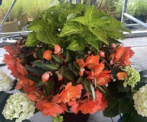 Annual Shade Planter