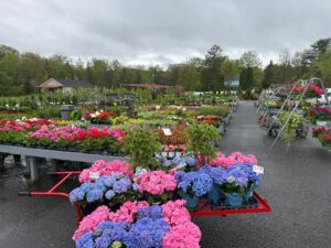 Saturday morning before Mother's Day