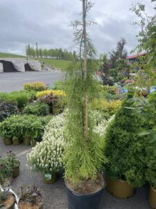 Taxodium distichum Falling Waters