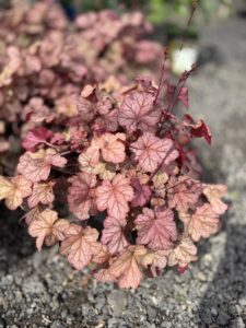 Heuchera Pinot Gris