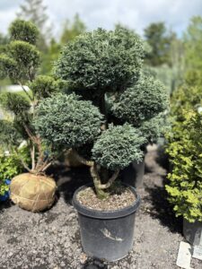 Chamaecyparis ps. Cyano-virdis Pom Pom