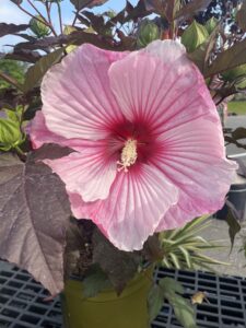 Hibiscus Dark Mystery