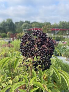 American Elderberry