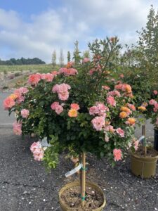 Peach Drift Rose Tree