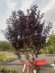 Prunus Krauter Vesuvius