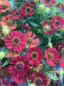 Helenium Marichi Salsa