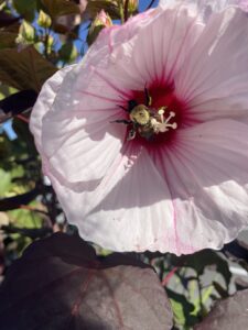 Busy Bee on Hibiscus Starry Starry Night