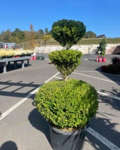 Boxwood 3-Tier