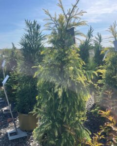 Cryptomeria Sekkan Sugi