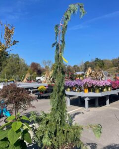 Green Arrow Weeping Alaskan Cedar