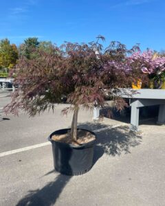 Crimson Queen Japanese Maple